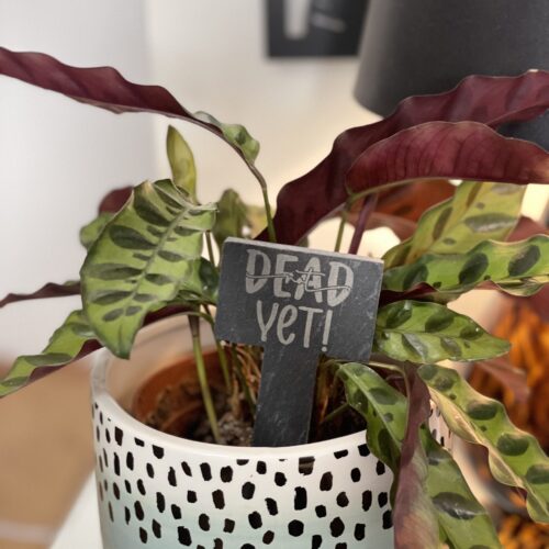 Not Dead Yet Slate Herb Garden Marker