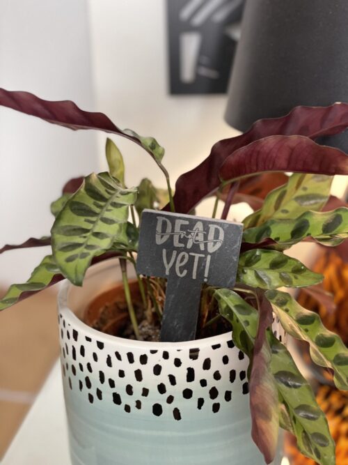 Not Dead Yet Slate Herb Garden Marker