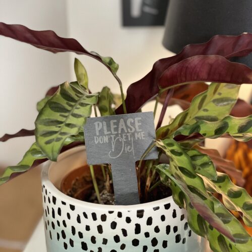 Please Don't Let Me Die Slate Herb Garden Marker