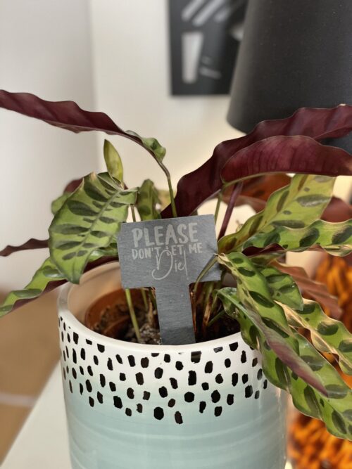 Please Don't Let Me Die Slate Herb Garden Marker