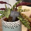 I Aloe You Very Much Slate Herb Garden Marker