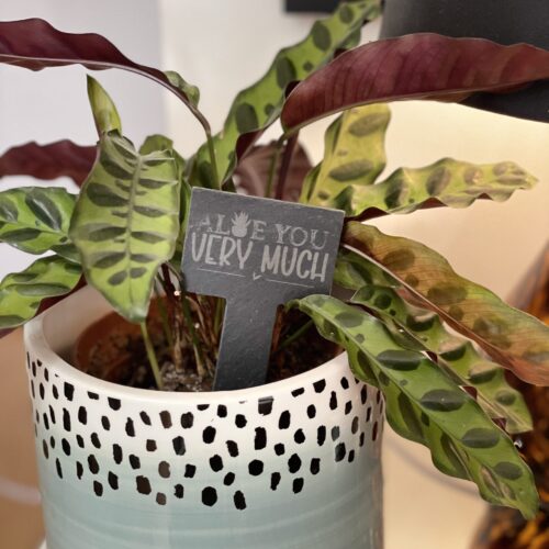 I Aloe You Very Much Slate Herb Garden Marker