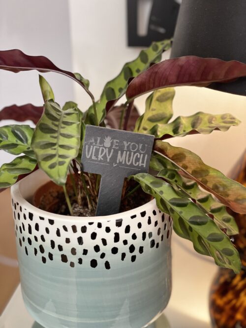 I Aloe You Very Much Slate Herb Garden Marker