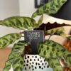 Thanks For Helping Me Grow Slate Herb Garden Marker