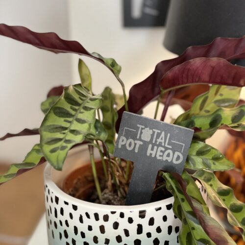 Total Pot Head Slate Herb Garden Marker