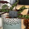 Blame It On The Roots Slate Herb Garden Marker